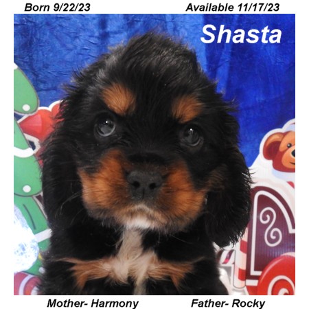 puppy, for, sale, Cocker Spaniel, Joe & Cherri  Overlease, dog, breeder, Miller, MO, dog-breeder, puppy-for-sale, forsale, nearby, find, puppyfind, locator, puppylocator, aca